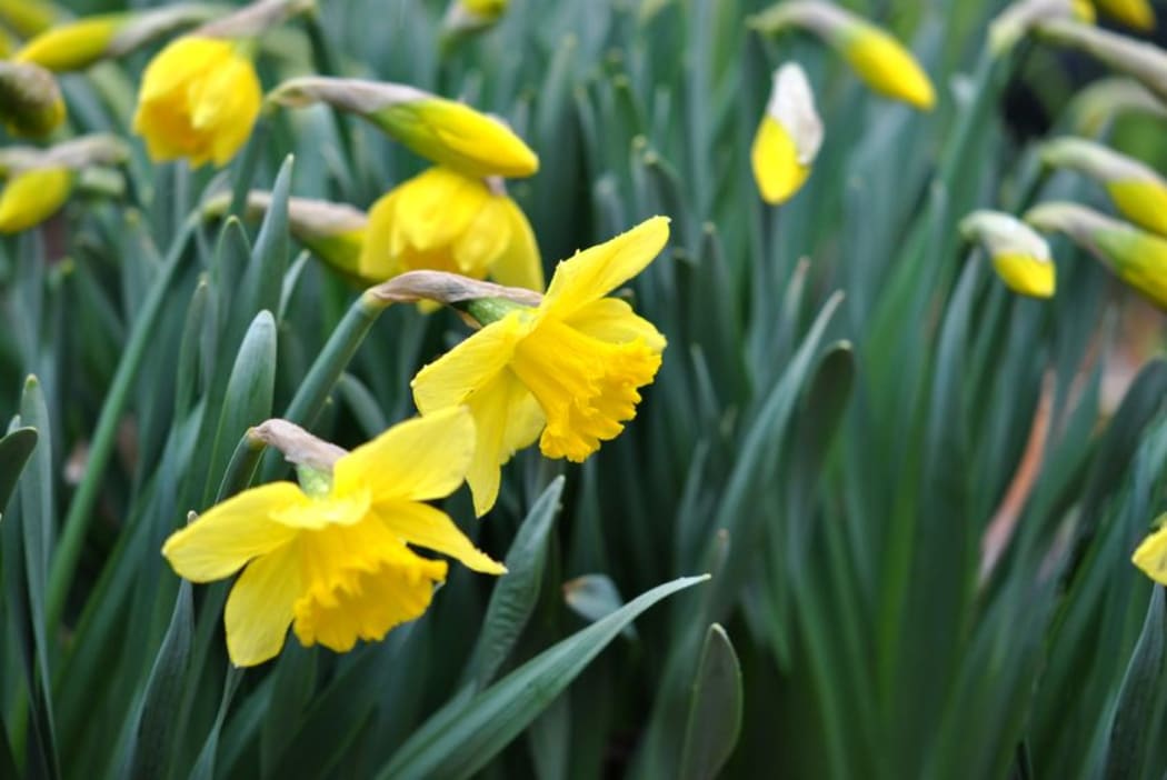 Daffodils