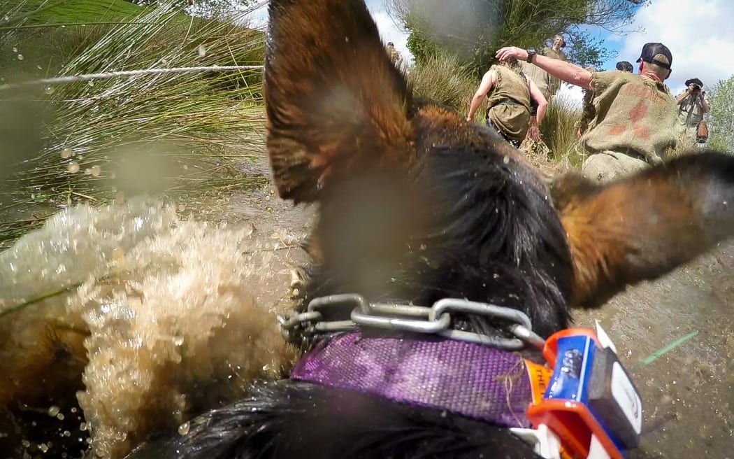 A Huntaway dog wades through a swamp during the Shepherd's Shemozzle in Hunterville.