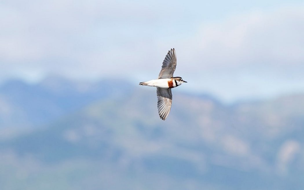 A dotterel in full flight.