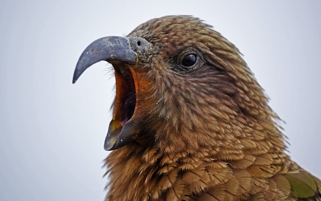 A close-up of a kea with its beak open
