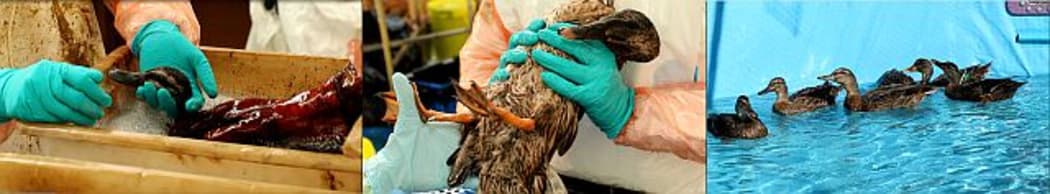To test whether seawater could be used to clean oiled wildlife, the process was carried out on domestic ducks - the process was very effective and the cleaned ducks (far right) were returned to their rural home after the project was completed.