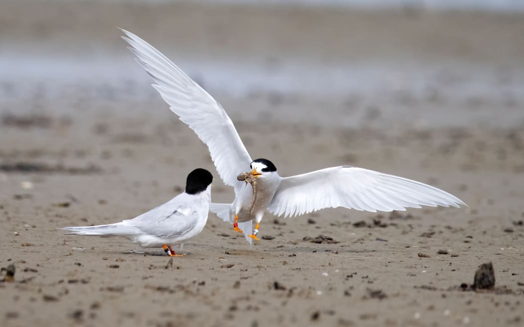 A tara iti, or fairy tern, returns to shore with its catch. Photo: Supplied / Darren Markin