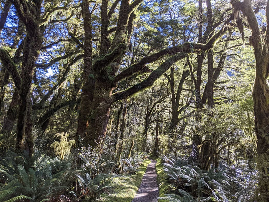 Festooned Beeches on the Milford Track