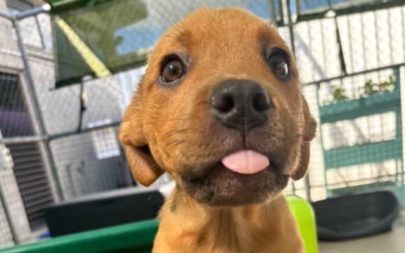 The Pukekohe shelter opened last year, to help ease the pressure on Auckland Council's other three dog shelters.