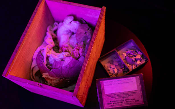 Rare moa egg set to return to NZ after selling at US auction | RNZ