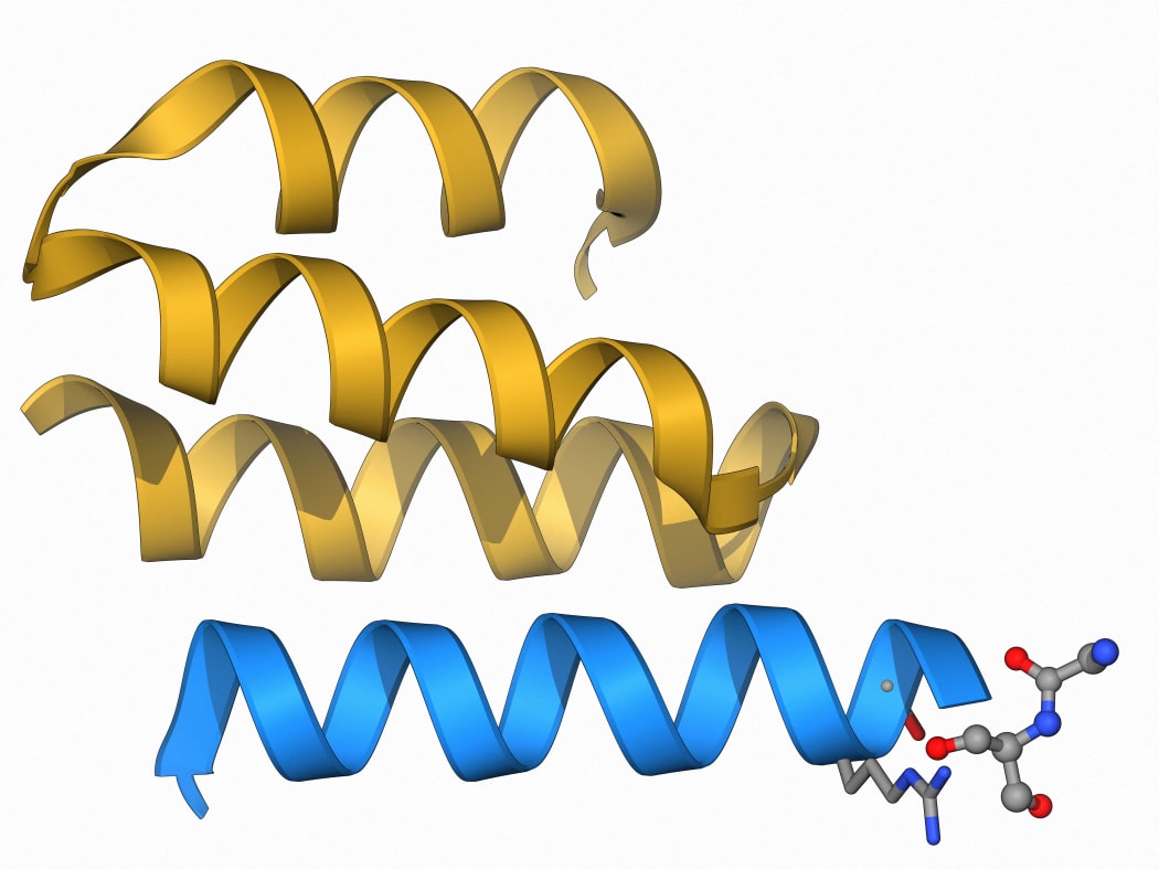 Type IV collagen, molecular model. Collagen is a long structural protein, formed from amino acids that make up polypeptide strands that twist around each other.