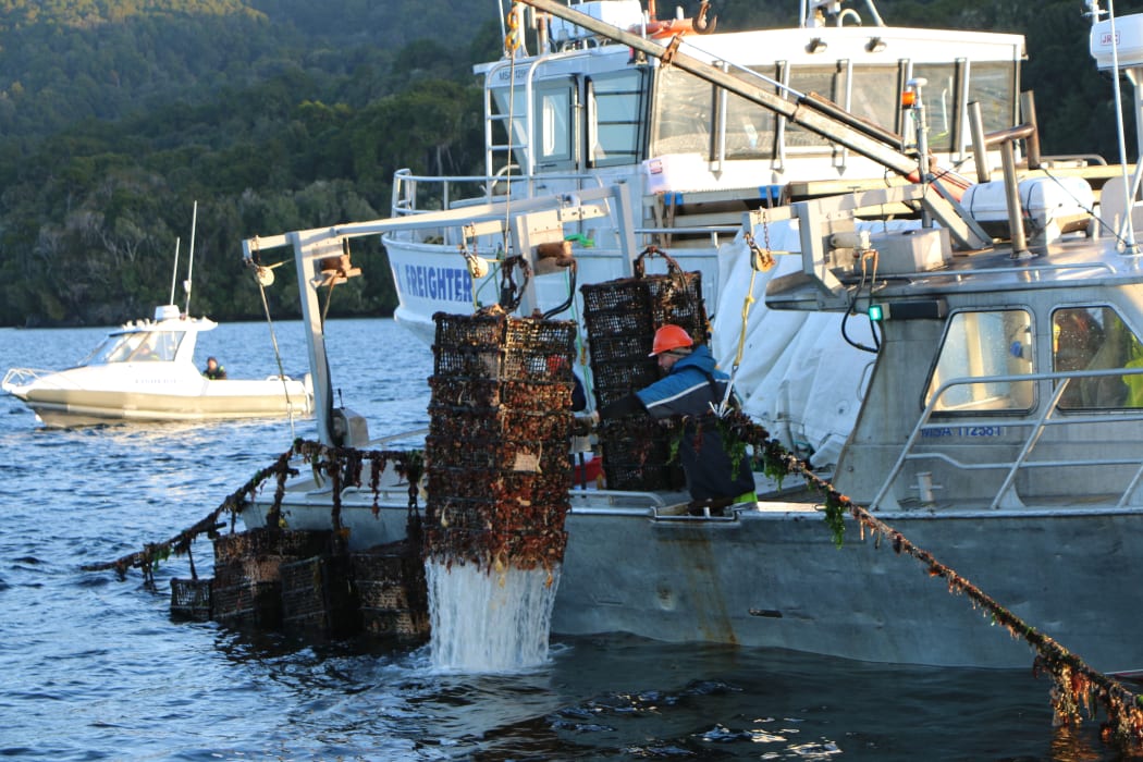 Oyster cages being pulled from Big Glory Bay.