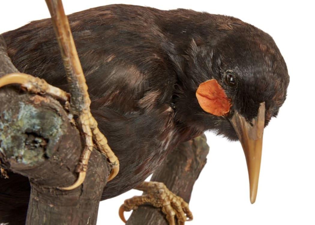 Male huia, pictured, had shorter, straighter beaks than the females.