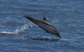 A striped dolphin, one of four different species of dolphin identified in the Far Out Ocean Research Collective's 2021 survey off the Northland coast.
