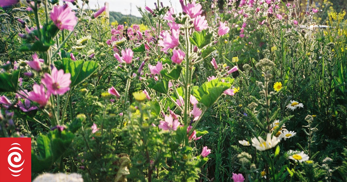 What you should plant now for a blooming summer garden