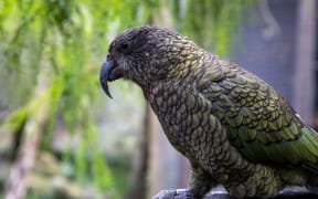 Kea