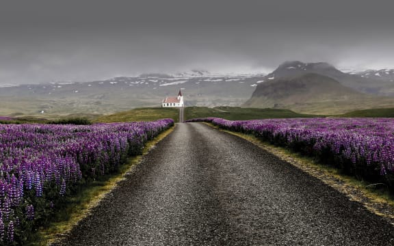 Lupins in Westfjords Region, Iceland