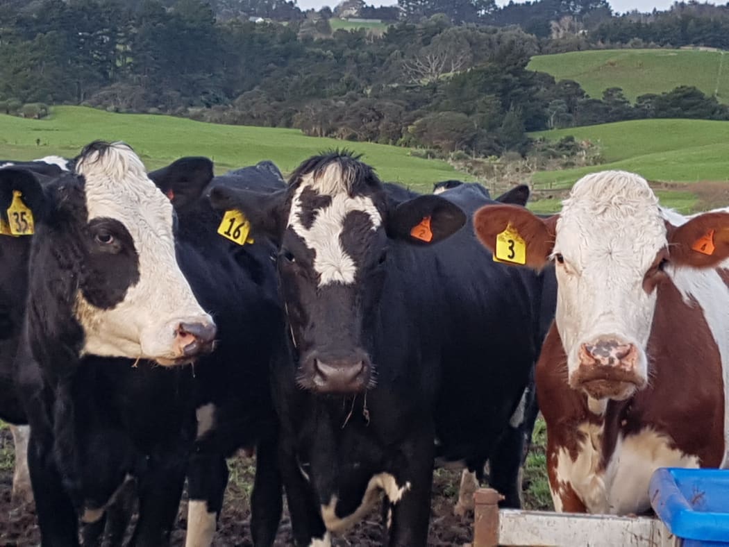 Cattle in winter