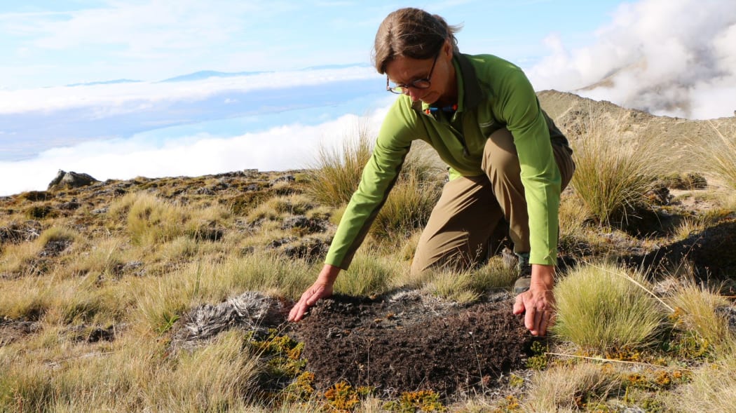Department of Conservation's biodiversity monitoring ranger, Ingrid Gruner.