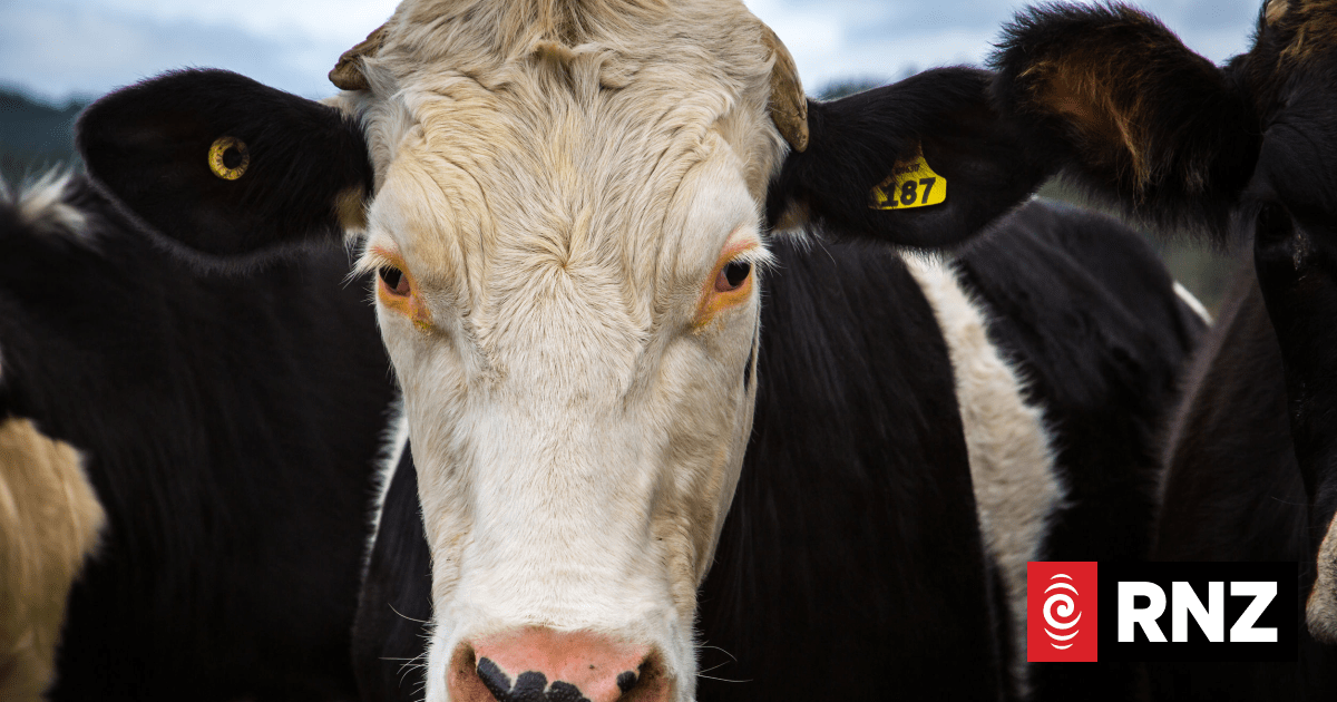 Live animal export industry remain hopeful practice will resume after ban