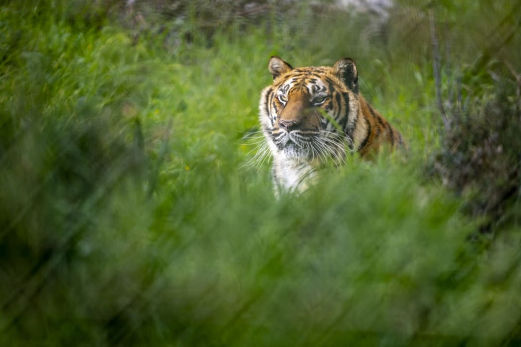 ANTALYA, TURKEY FEBRUARY 11: A tiger is seen at Antalya Zoo in Antalya, Turkey on February 11, 2021.