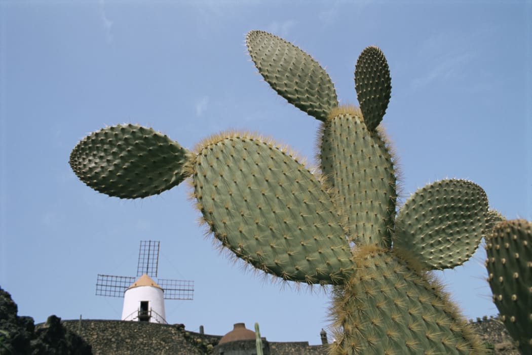 Cactus