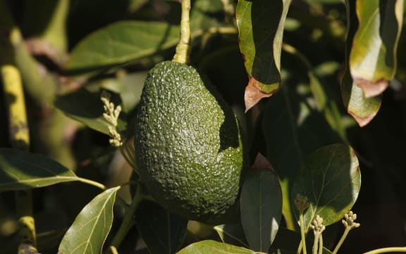 avocado tree
