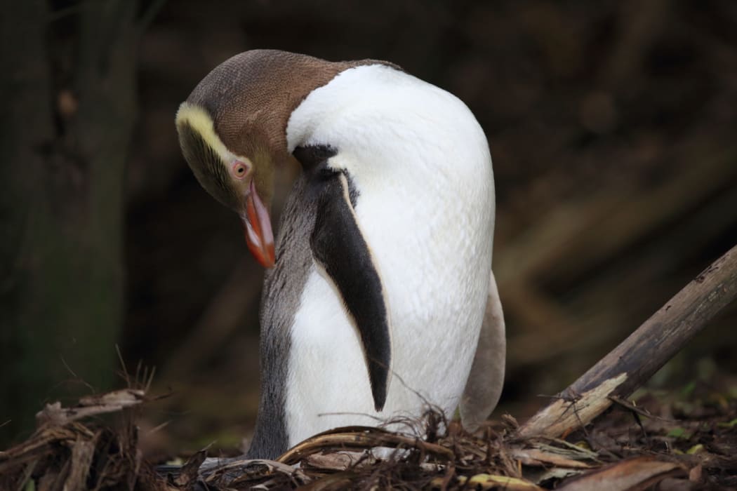 yellow-eyed penguin new zealand