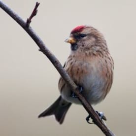 Photo for Redpoll
