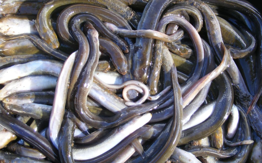 Eowyn Starr pulled nearly 40 dead eels out of the creek