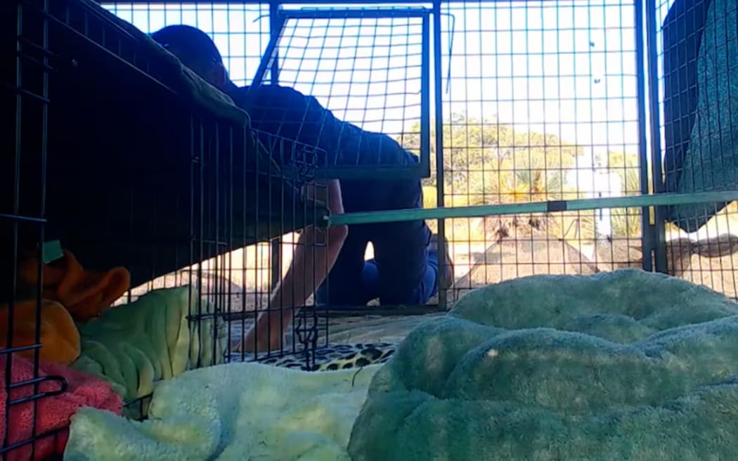 A camera inside the cage was recording 24 hours a day.