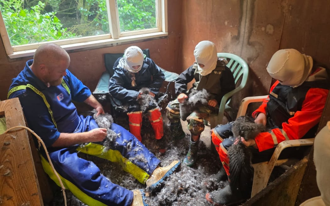 When plucking, the children wear hoods to stop fluff, down and feathers getting in their eyes and ears. "A lot of history and stories are told in the pluck house.”