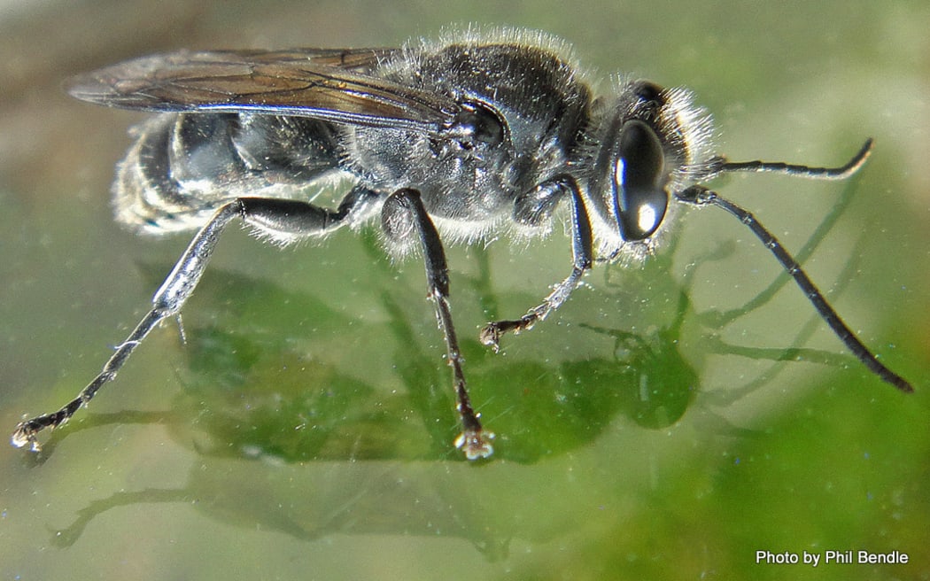 New Zealand Mason Wasp