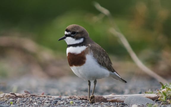 A male banded dotterel.