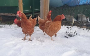 Rescue chickens in snow for the first time. Brockville, Dunedin.