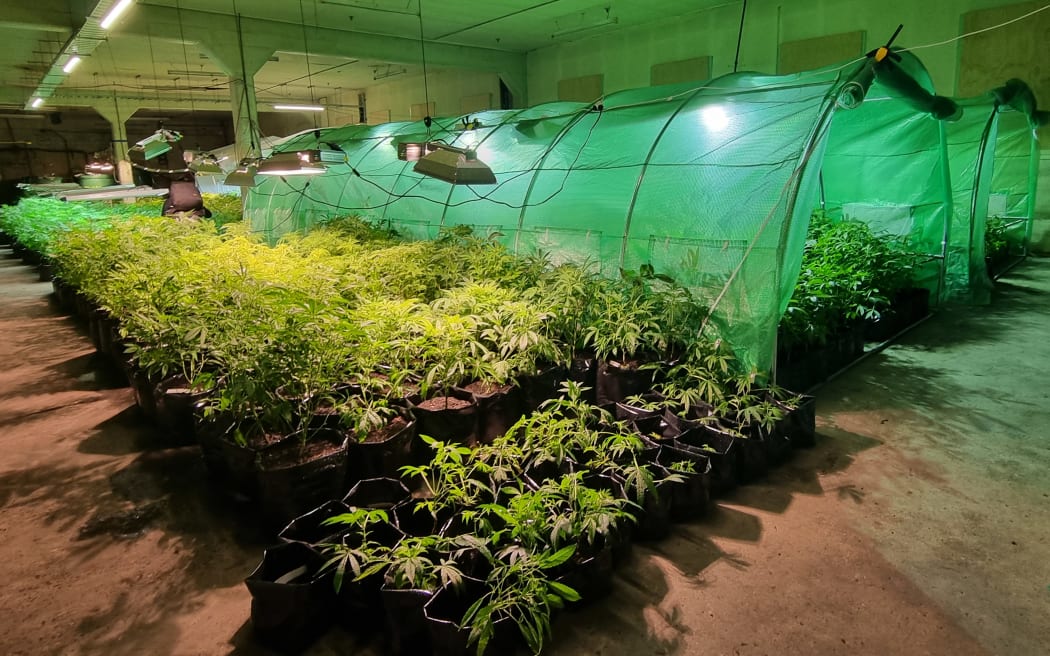 Southern Medicinal cannabis crops