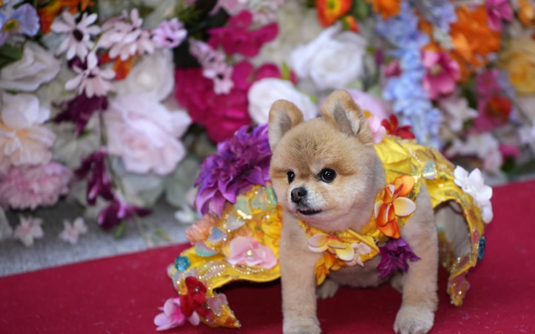 A dog attends the Pet Gala fashion show at AKC Museum of The Dog, Monday, May 20, 2024, in New York.