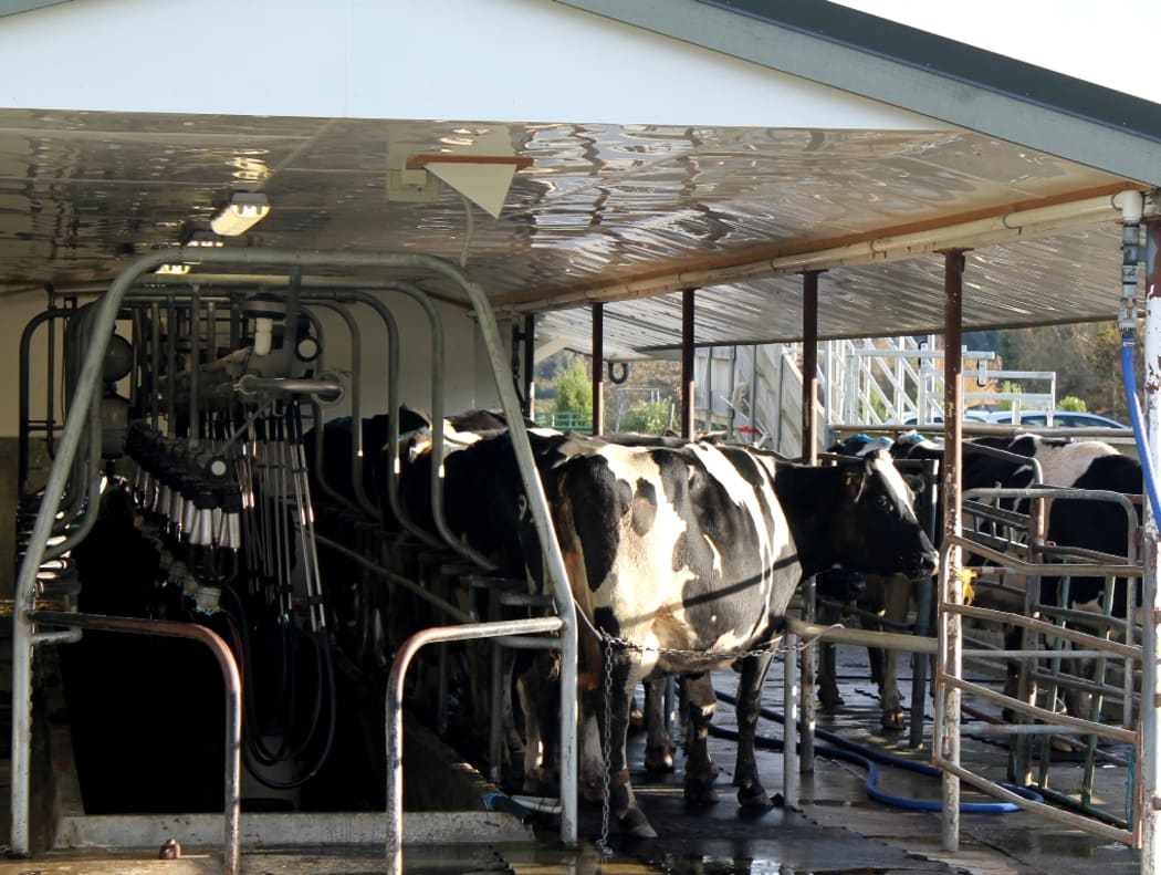 Milking in Golden Bay