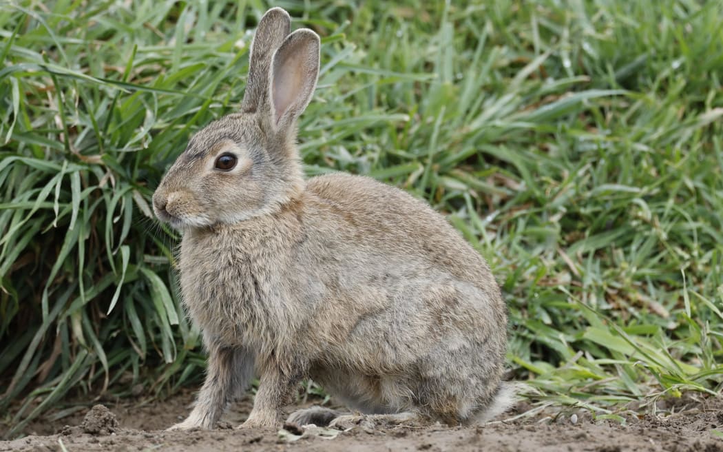 Despite multiple attempts to cull rabbit numbers there is still a heavy presence along the Taylor River. SUPPLIED: MARLBOROUGH EXPRESS - SINGLE USE ONLY