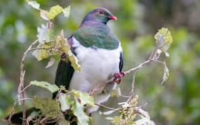 The New Zealand kererū
