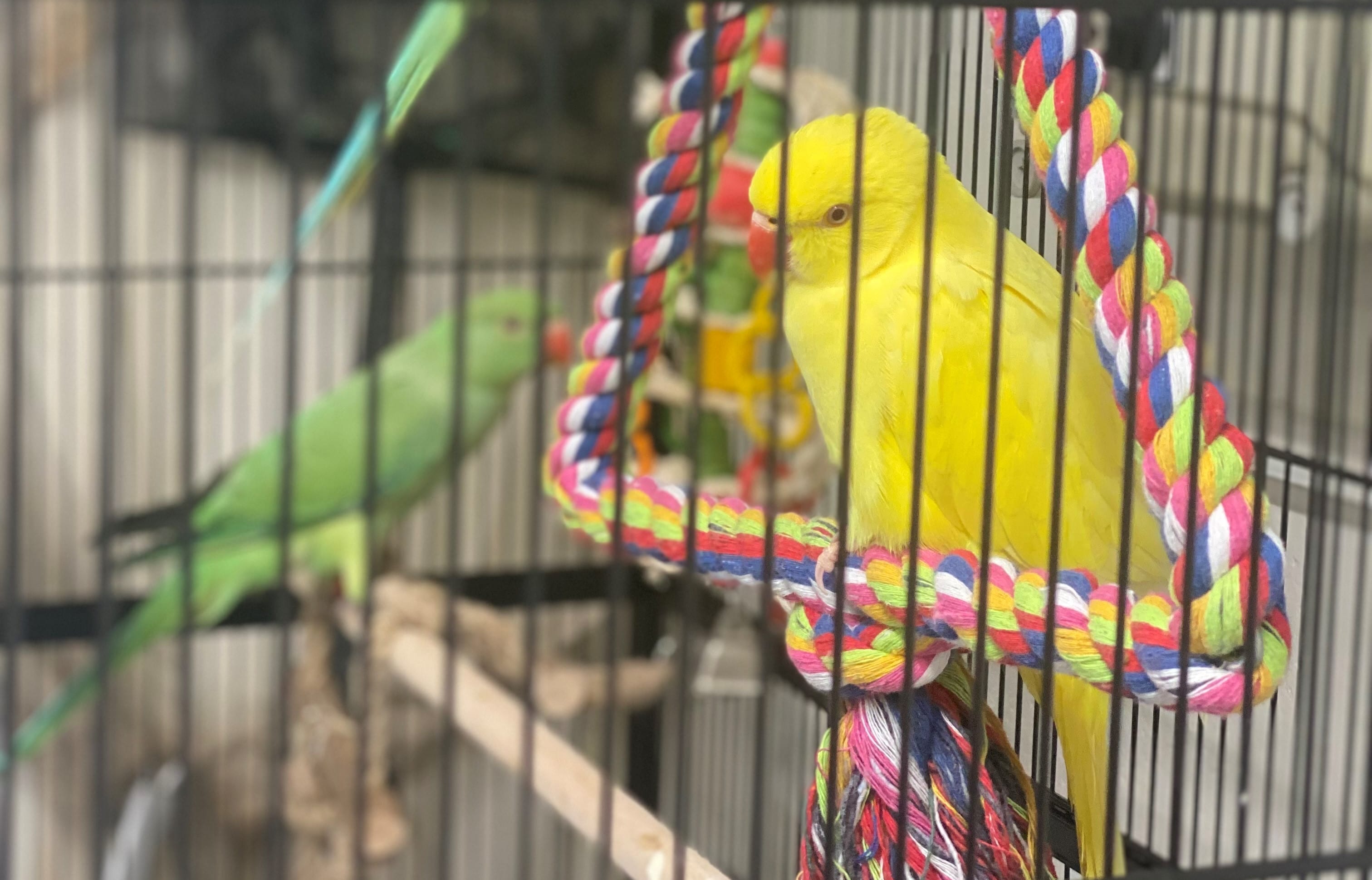 Indian ring-necked parakeets at Butterfly House