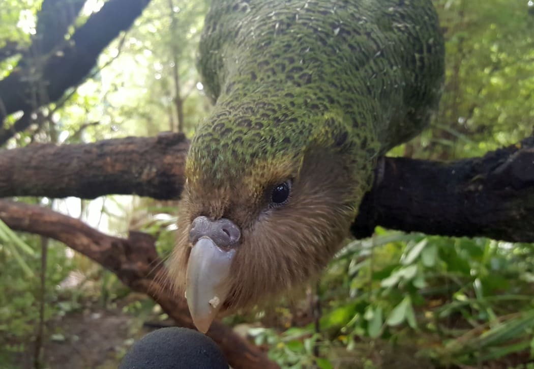 A hand-reared kākāpō chick investigates a RNZ microphone.