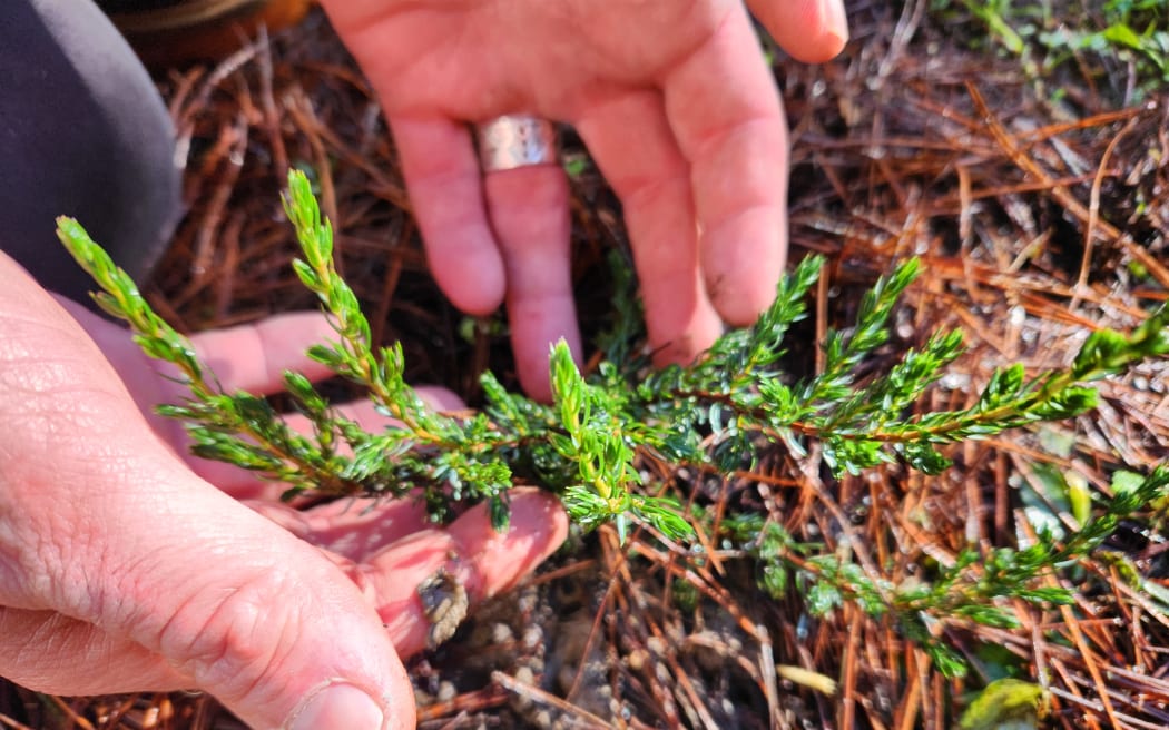A young juniper tree being nursed at a trial plot in Wairarapa