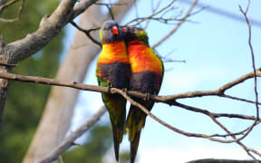 A pair of rainbow lorikeets in the wild in Titirangi