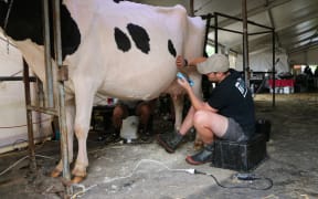 Fourth-generation Holstein breeder Dean Geddes is readying four milkers, six heifers and two calves for competition in the NZ Agricultural Show.