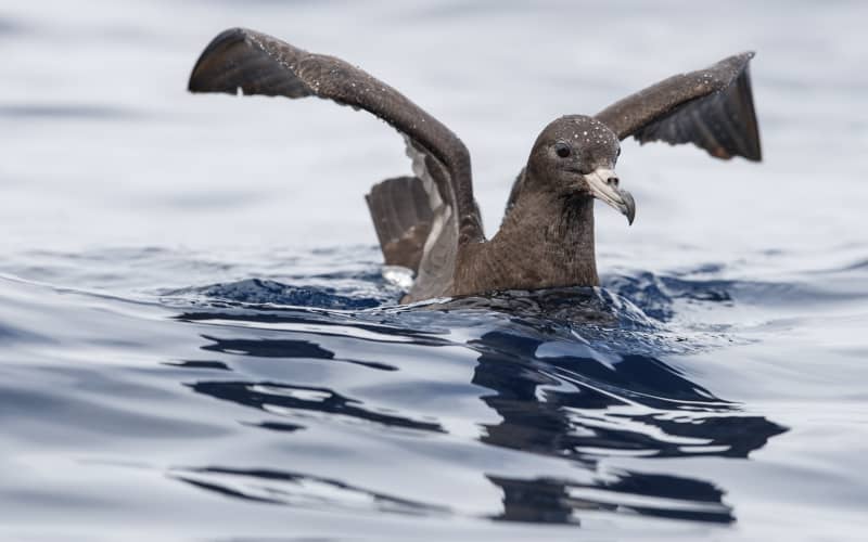 Scientist issues plea for fishers to watch out for seabirds returning ...