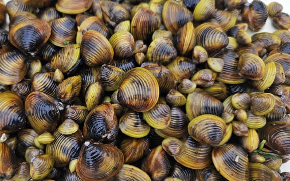 A pile of gold clams of various different sizes. They are a yellow-brown colour, and vary from a few milimetres to several centimetres.