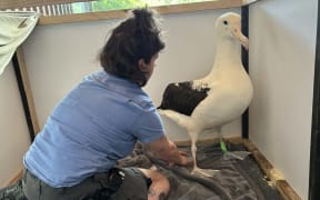 An albatross/toroa being looked after at Wellington Zoo.