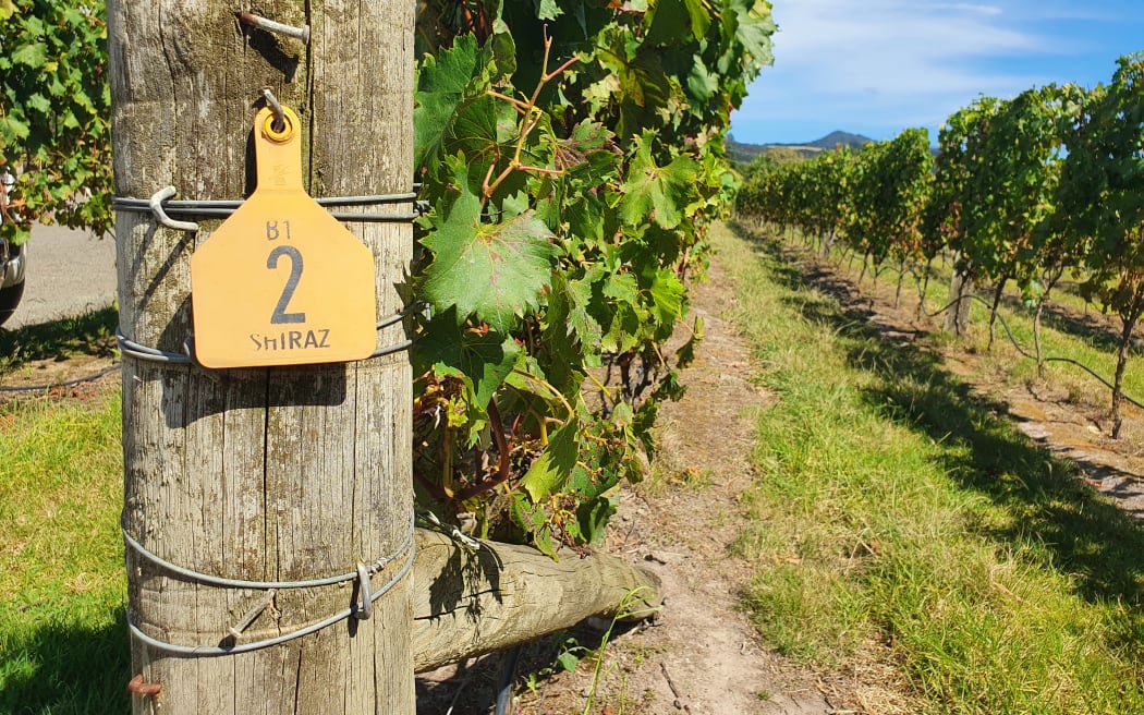 Vines, Northland