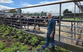 Neil Chesterton specialises in treating dairy cow lameness