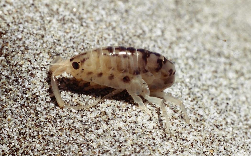 Mōwhiti NZ Sandhopper