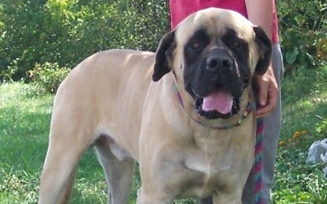 An American mastiff (file photograph).