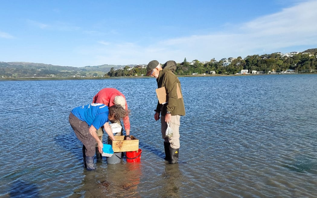 Three people standing in shallow water at a coastal inlet, leaning over buckets and a wooden box, examining cockle samples. They are wearing outdoor clothing and gum boots. In the background, there is calm water, a distant shoreline with trees, hills, and scattered houses under a clear blue sky.