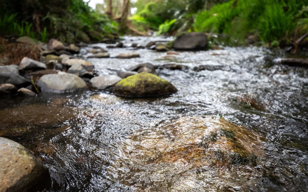 The Mangapiko stream.
