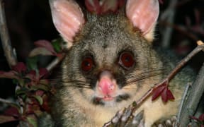 Brush tail opossum